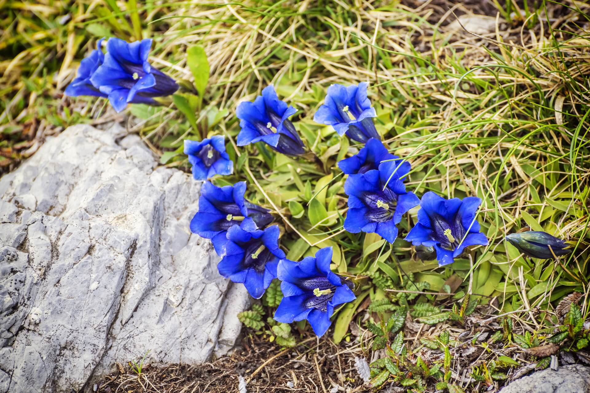 specialities-of-the-slovak-meadows-and-forests-slovakia-travel